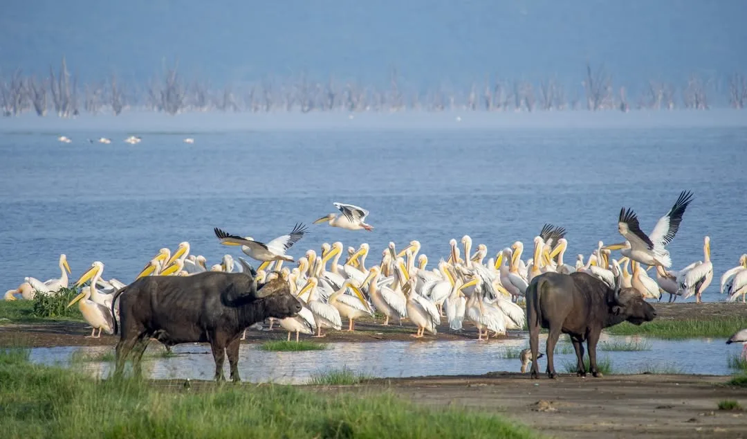 Lake Nakuru Lodge photo 5